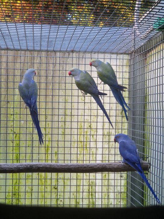 Tenho Ring Necks de 2024 e 2025