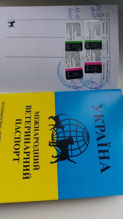 Продам щенков померанского шпіца
