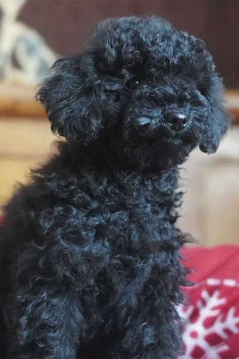 Цуценята малого пуделя