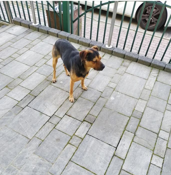 Znaleziono pieska w Radymnie, proszę o kontakt