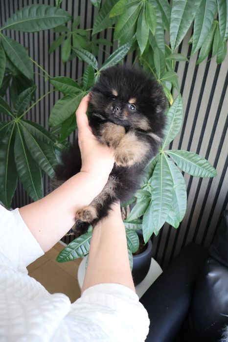 Spitz anão. Lulu da Pomerânia.  Pedigree. Lop e Afixo Perfeito