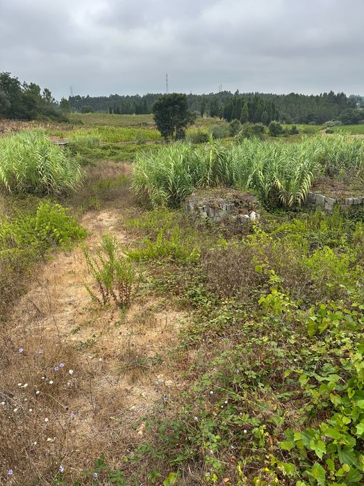 Terreno a venda em mogofores
