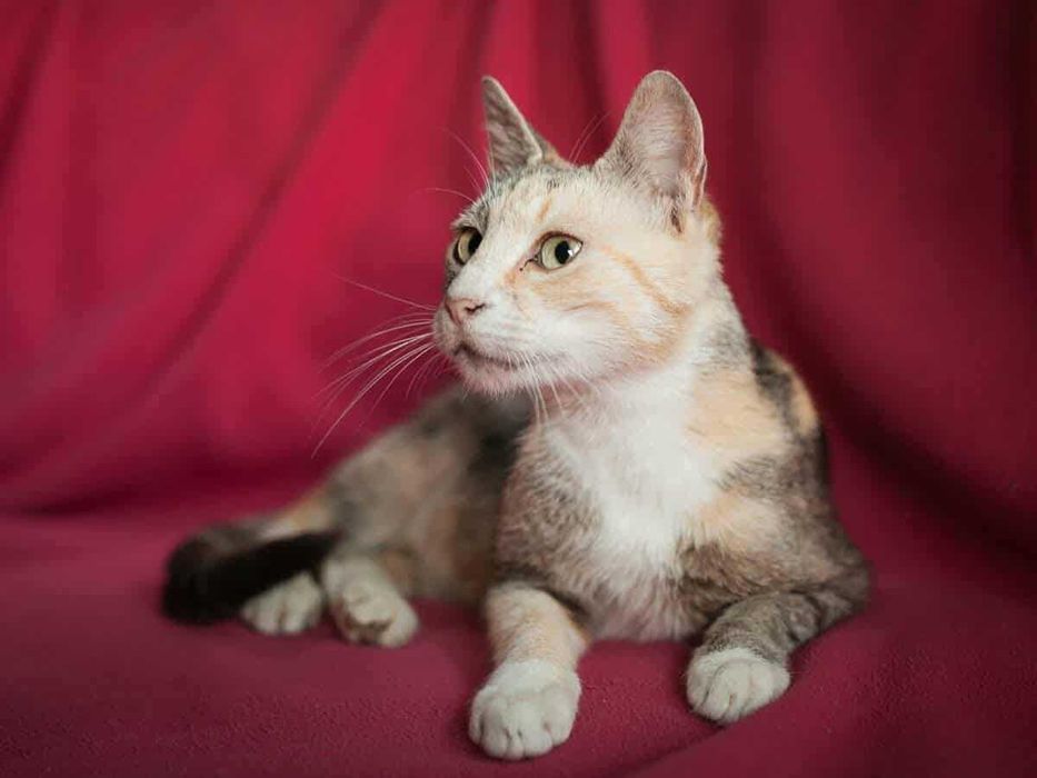 Szukamy domu dla kotki tricolor która jest FIV+