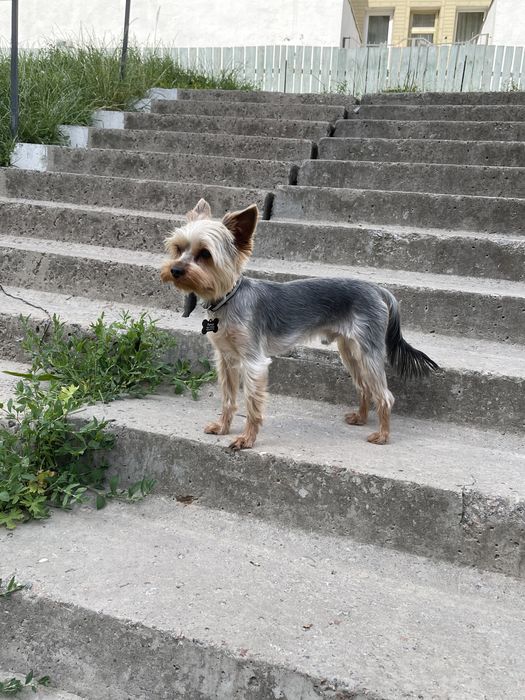 Вязка йорк, йорк ищет невесту