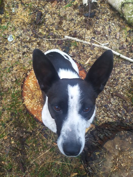 Собака порода  корги