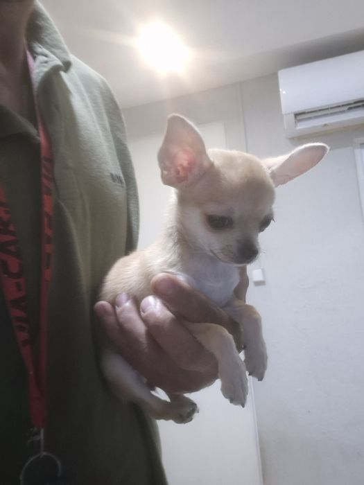 Lindamenina chihuahua