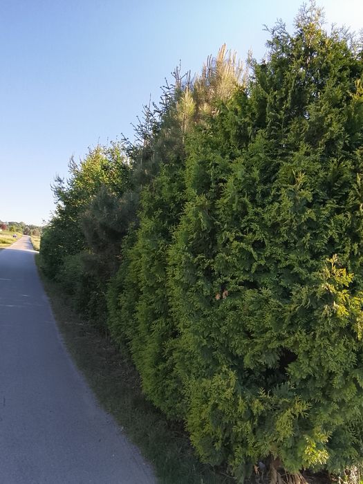Piękna działka  budowlana w Bogdaszowicach