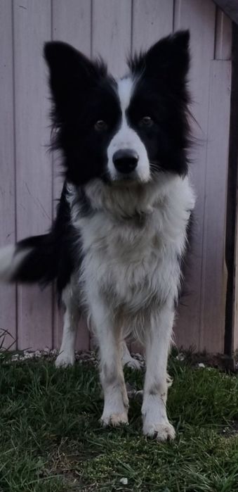 Piesek border collie biało-czarny/ blue merle z rodowodem
