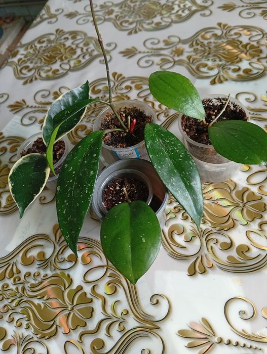 Домашние комнатные цветы