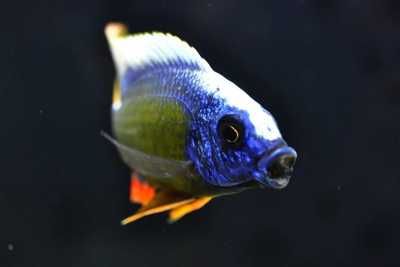 GB MALAWI Pyszczak Protomelas Johnstoni Solo - dowóz ryb!