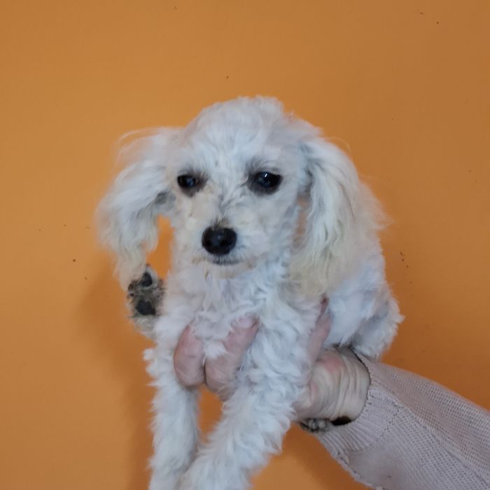 Maltipoo śliczny piesk