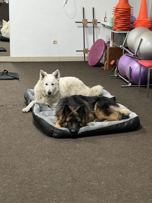 Кинолог, дрессировка Днепр kinologmarianna