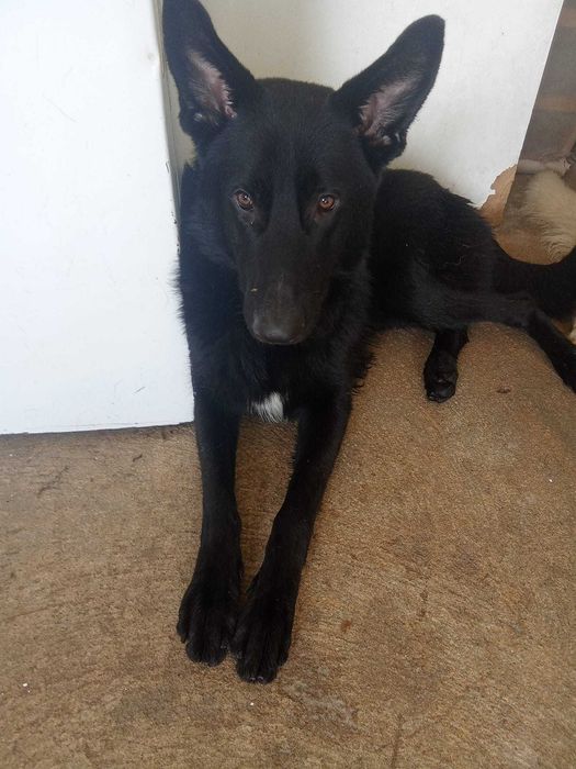 Tenho para doar cão pastor alemão e pastor suíço