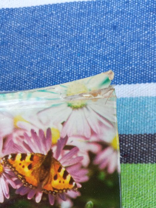 Kwiaty w ogródku - Izabela Kiljańska