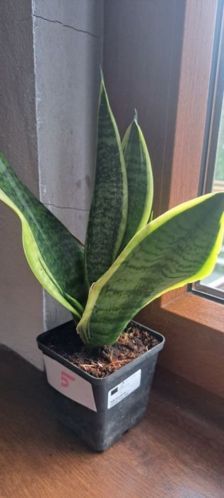 Sansevieria gwinejska , Whitney