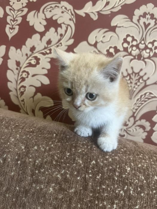 Кошенята дівчинки