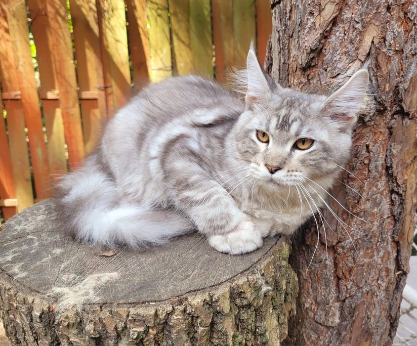 Srebrny maine coon