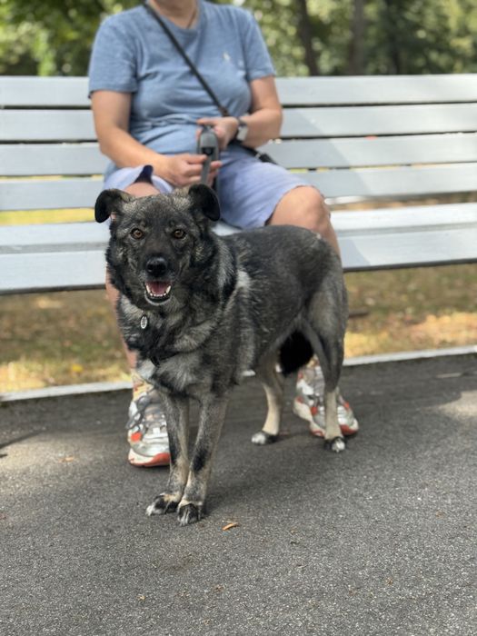 Собака 12 кг спокійний характер безкоштовно