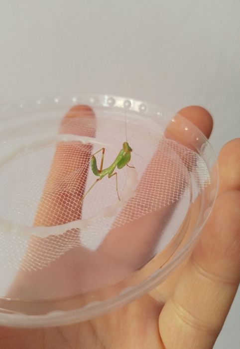 Hierodula transcaucasica хижа комаха