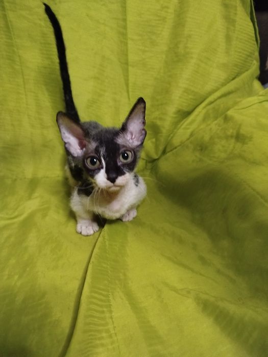 Сфінкс кошенята Бамбіно коротколапі