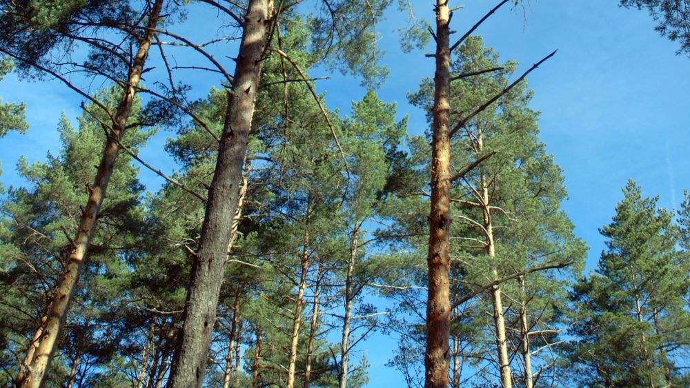 Eucaliptal, pinhal etc