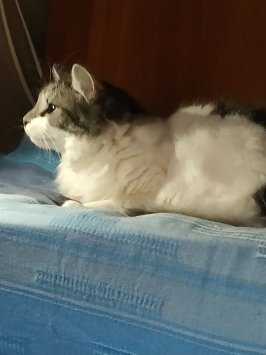 Кошечка шукає люблячу родиру