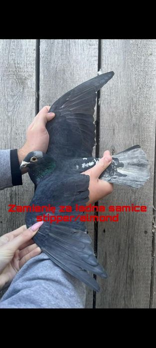 Gołębie pocztowe nietypowe barwy-- Mozaik Almond Kite bronze