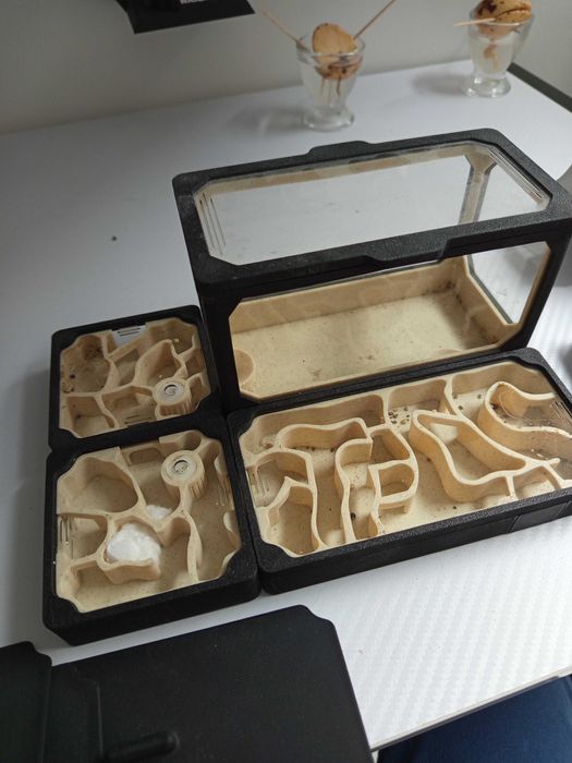 Formikarium dla mrówek