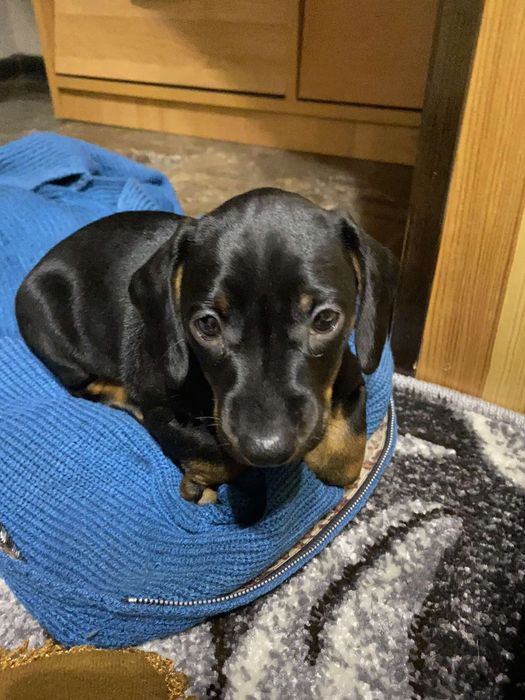 Чекають нову сім'ю таксята