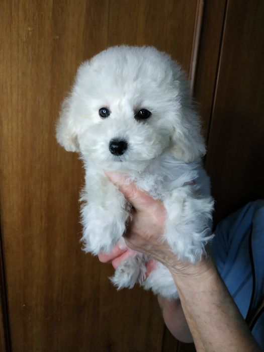 Девочки мальтипу,девочки и мальчики