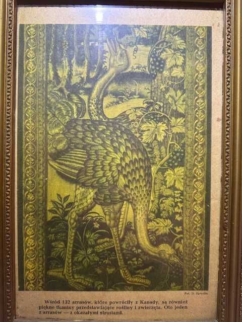 Obrazek w ramce arras strusie  30.5 cm X 20 cm