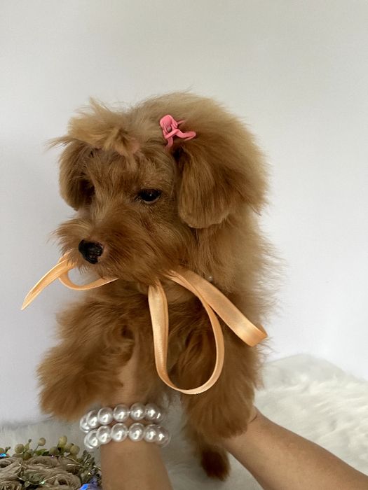 Помапу — Ці дівчатка змінять ваше життя