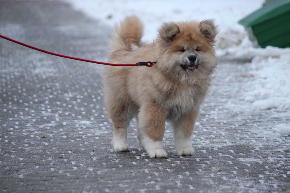 Хлопчики Акітаіну