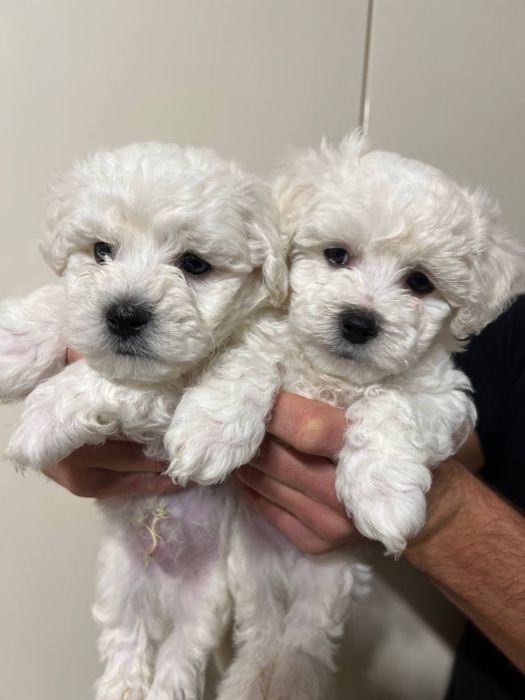 Мальтипу, білі ведмежата , 2 хлопчика