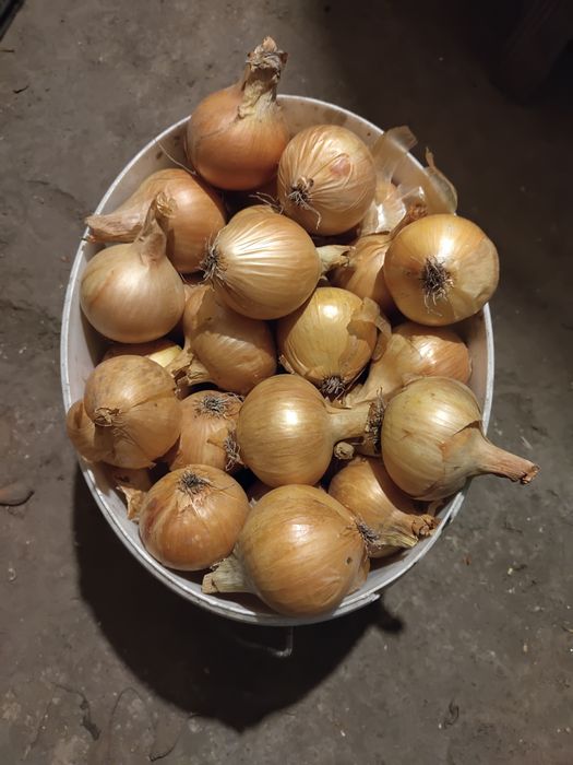 Цибуля домашня..