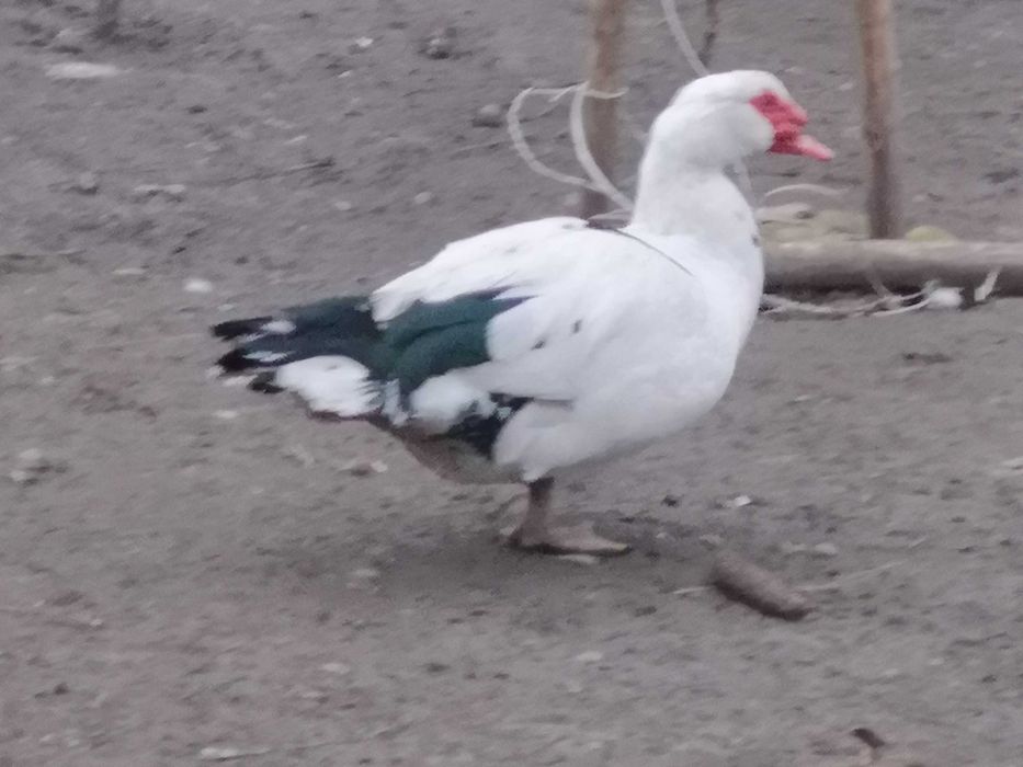 Продаються качки шипуни