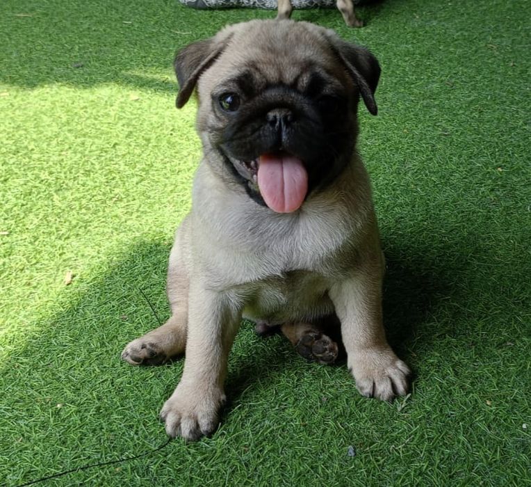 Mops szczenie  z rodowodem