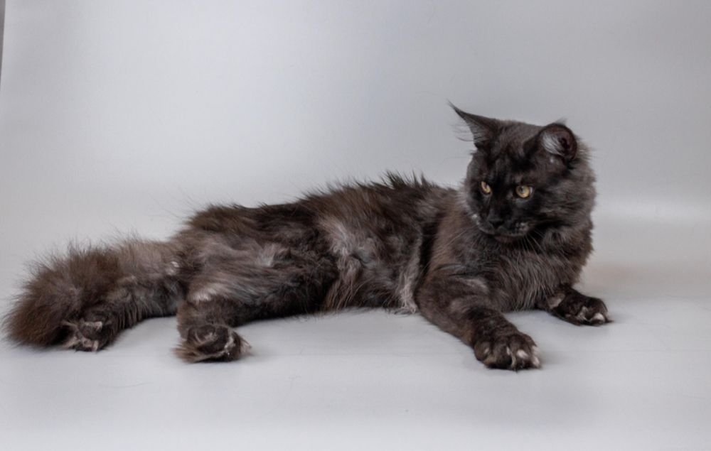 Мейн кун на парування