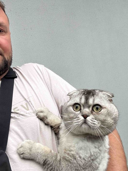 В'язка, скотіш фолд