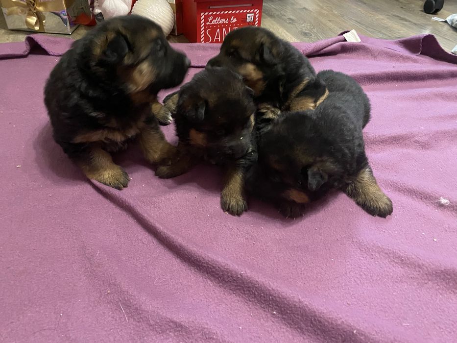 Щенята німецькоі вівчарки