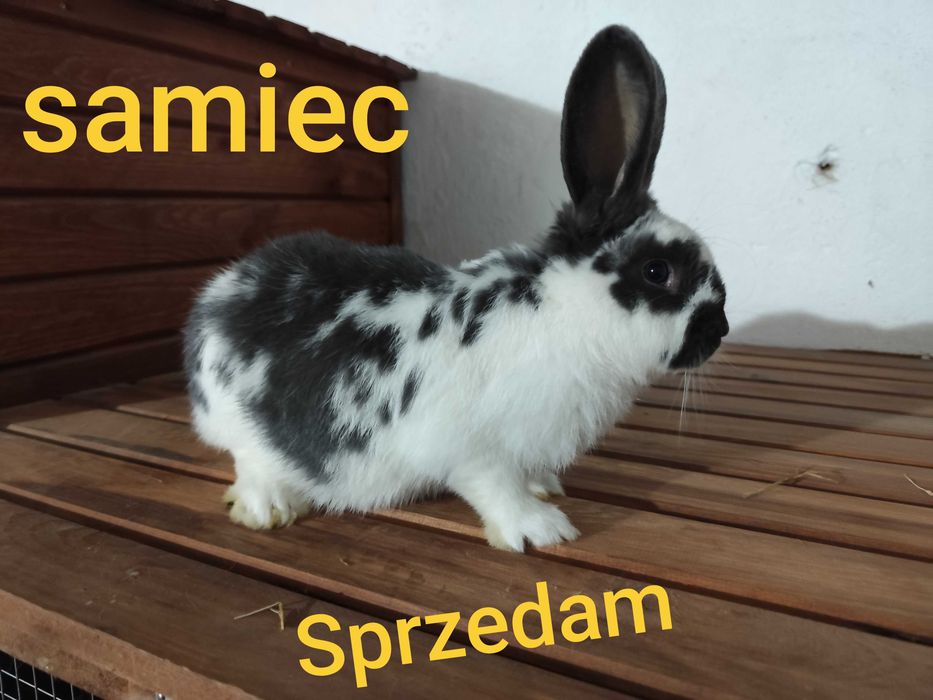 Srokacz meklemburski samica i samiec