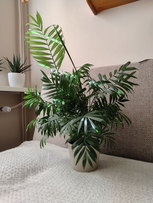 Sprzedam palmę -palma ma sprzedaż