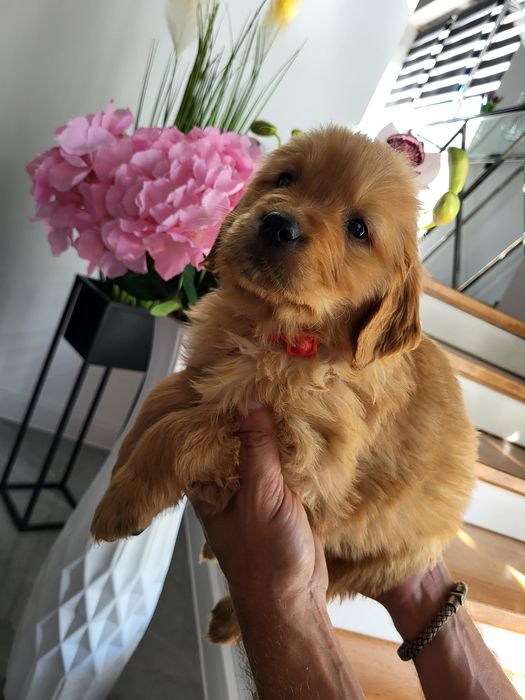 Golden retriever Lini amerykańskiej