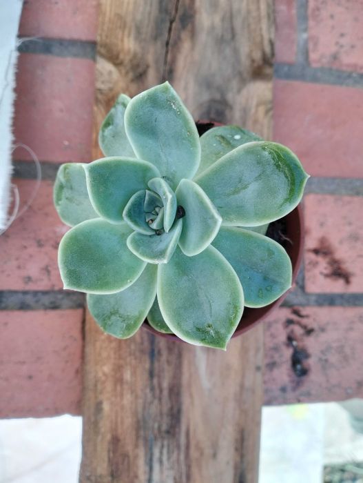 Suculenta familia Echeveria Rockrose