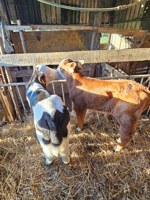 Vendo vitelos raça Frísia e cruzados