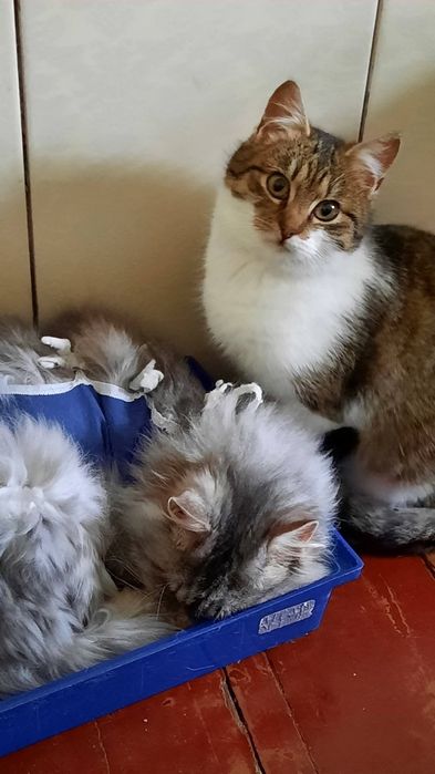 Котики Мінні і Сивогрив  шукають дім ( кіт, киця, кішка, котик, котеня