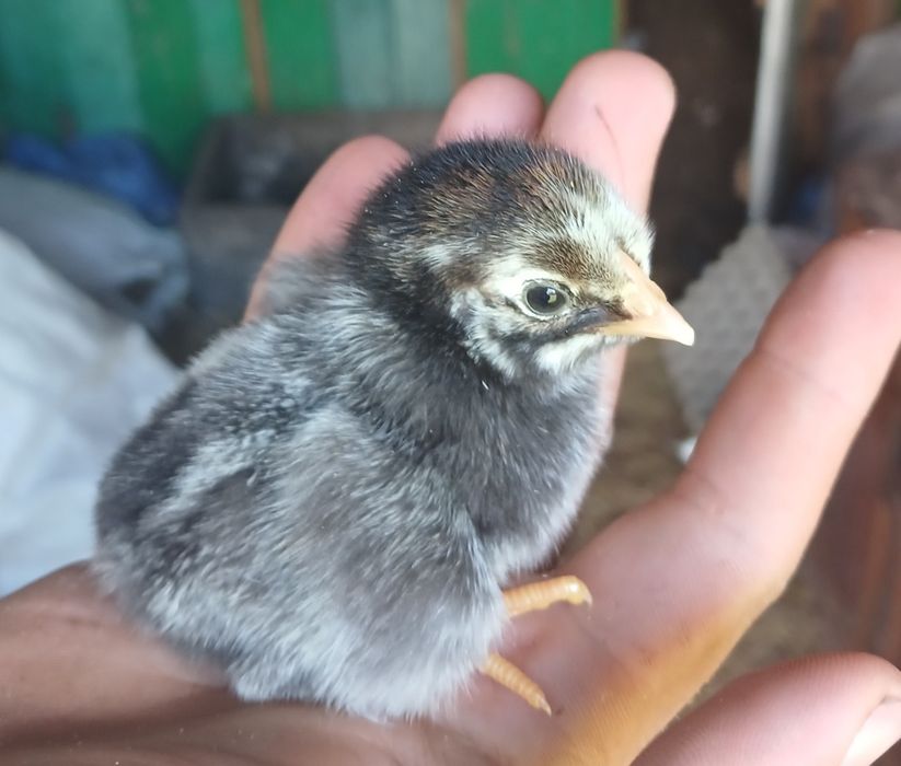 Інкубаційне яйце, віандот срібло