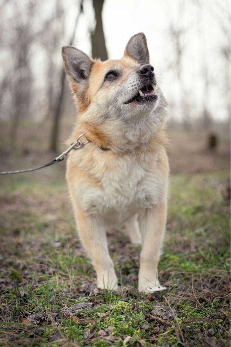 Seniorka Faustyna szuka domu!