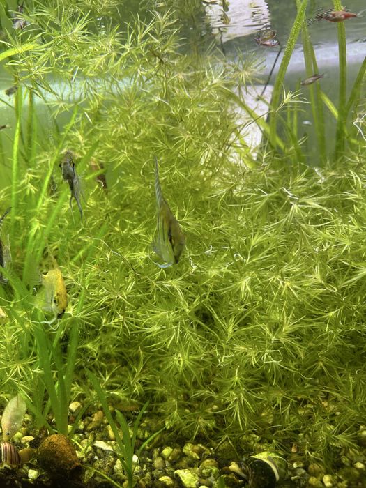 Najas guadalupensis é uma planta aquática de fácil cultivo.