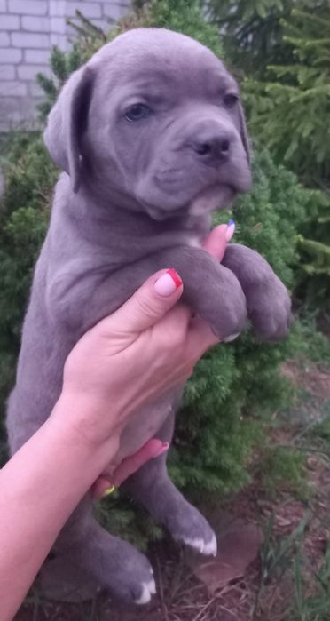 Цуценята Кане Корсо